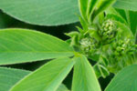 Legumes