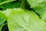 Other Seed