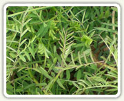Cover Crops
