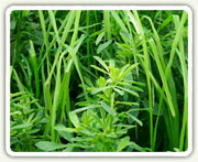 Forages