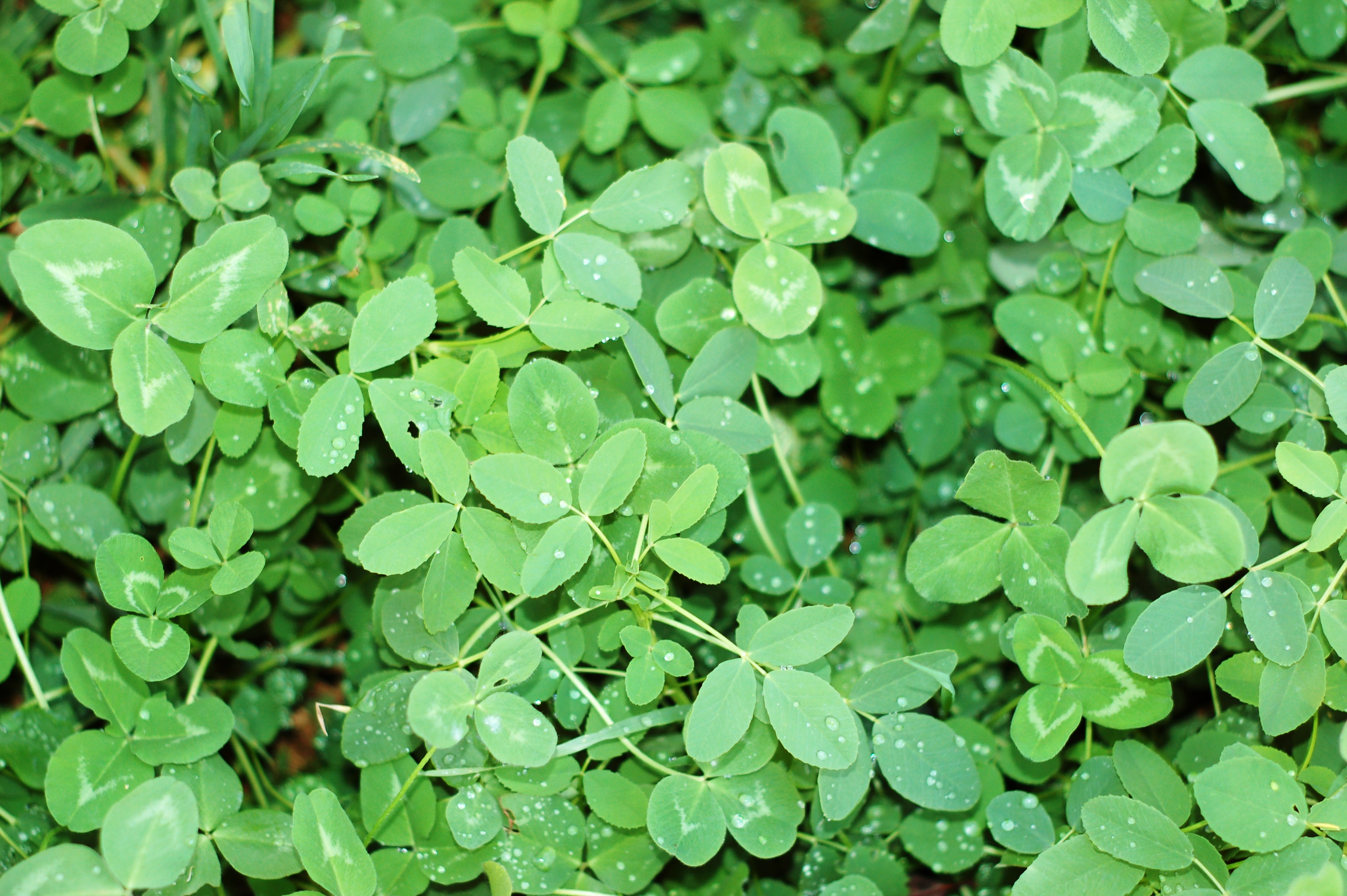 Perennial Forage Mixtures Alfalfa and Clover King's Agriseed