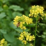 Braco white mustard 2