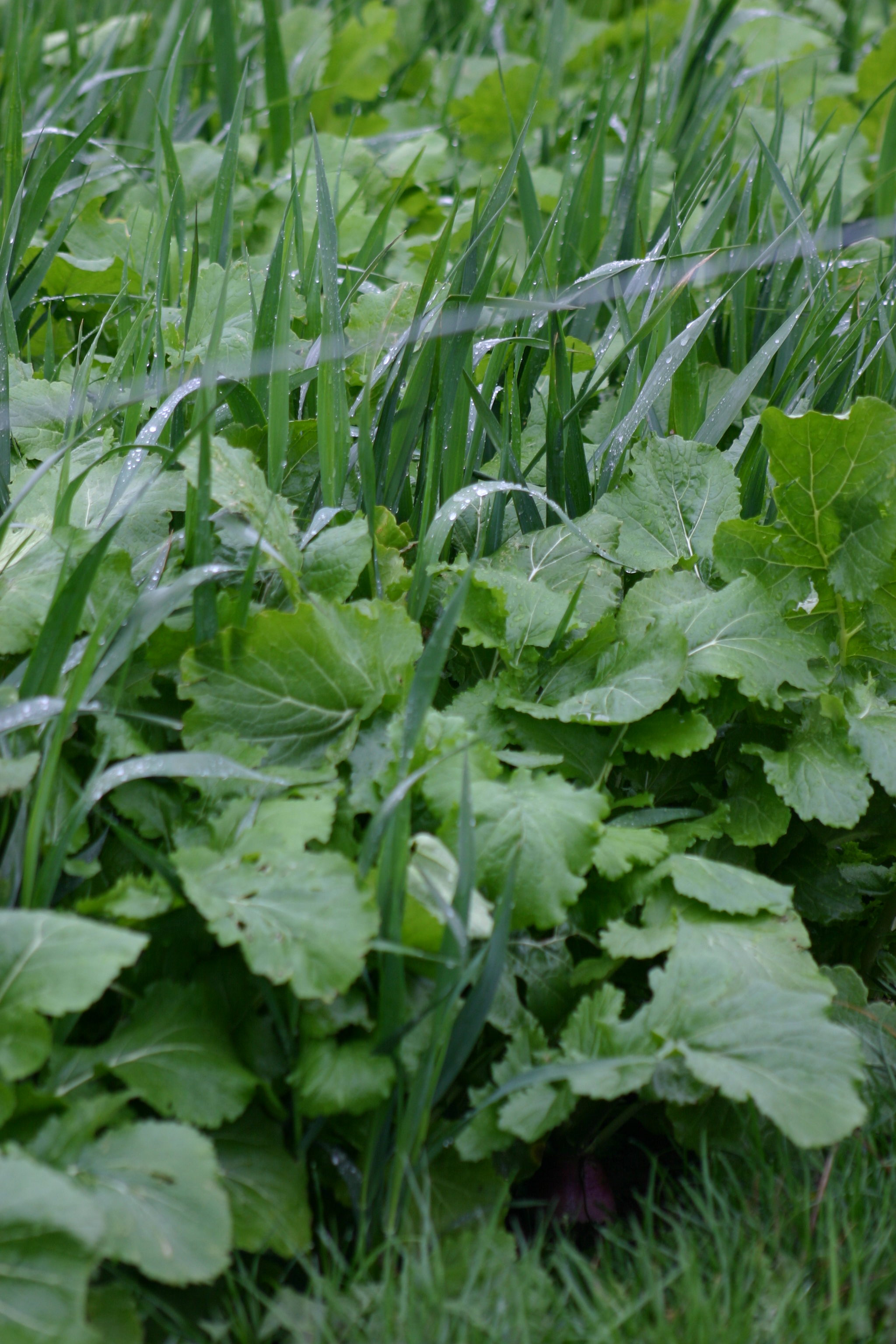 Cover Crops Cover Crop Mixes and Individual Species King's AgriSeed