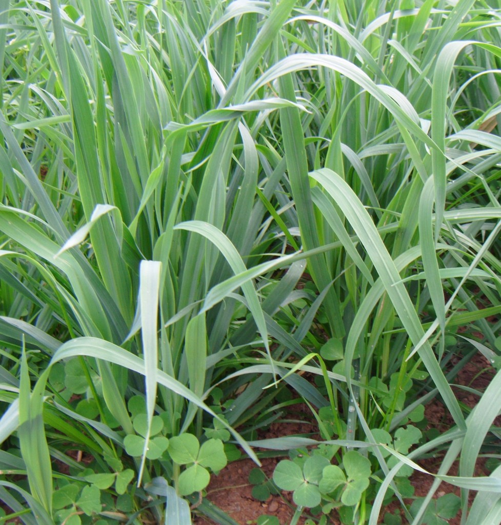 Cover Crops Cover Crop Mixes and Individual Species King's AgriSeed