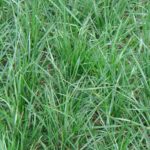 Clean and Green