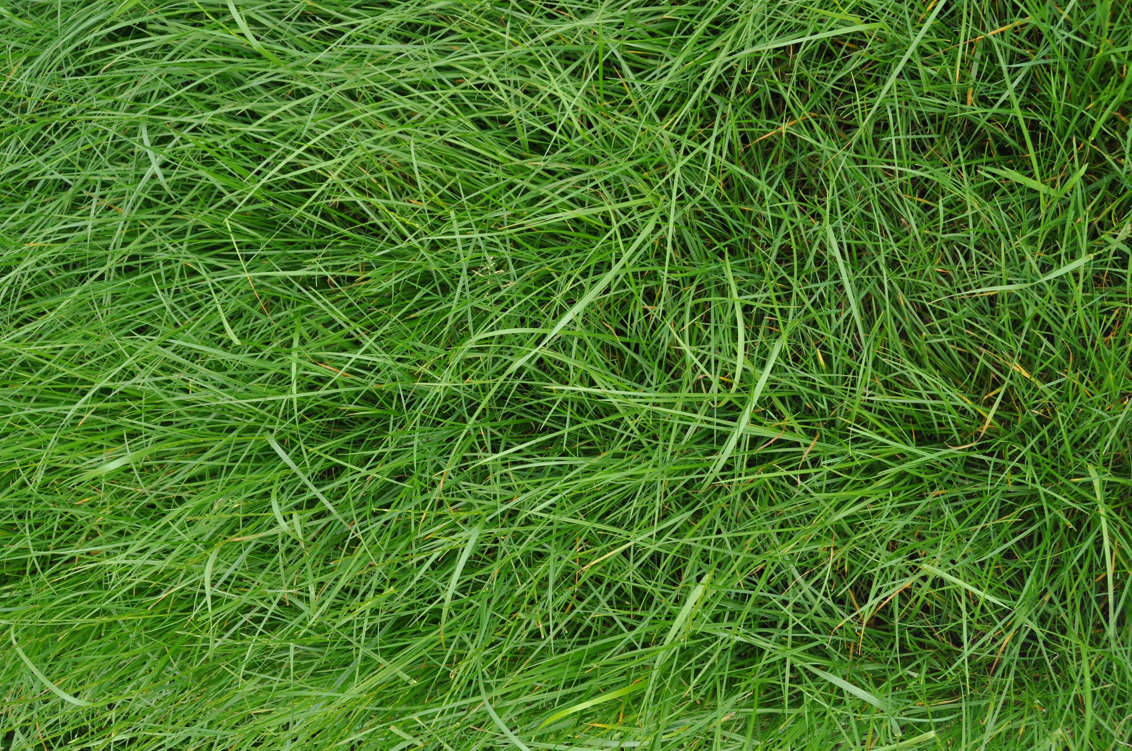 Grasses - King's AgriSeeds