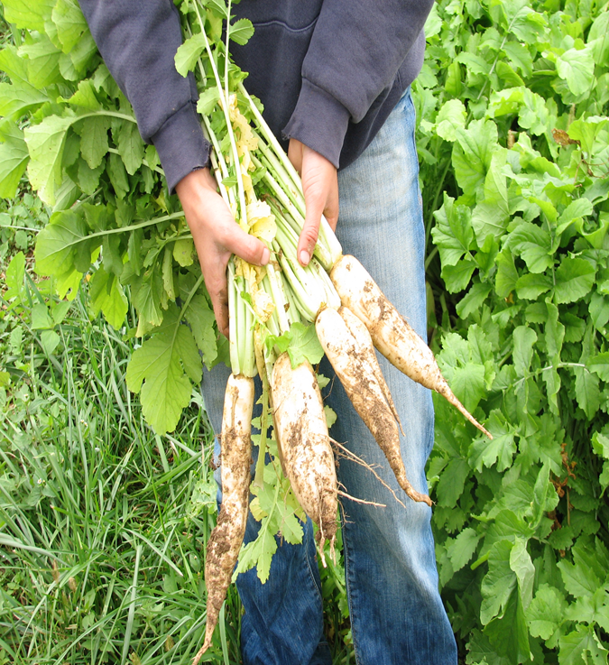 Cover Crops Cover Crop Mixes and Individual Species King's AgriSeed