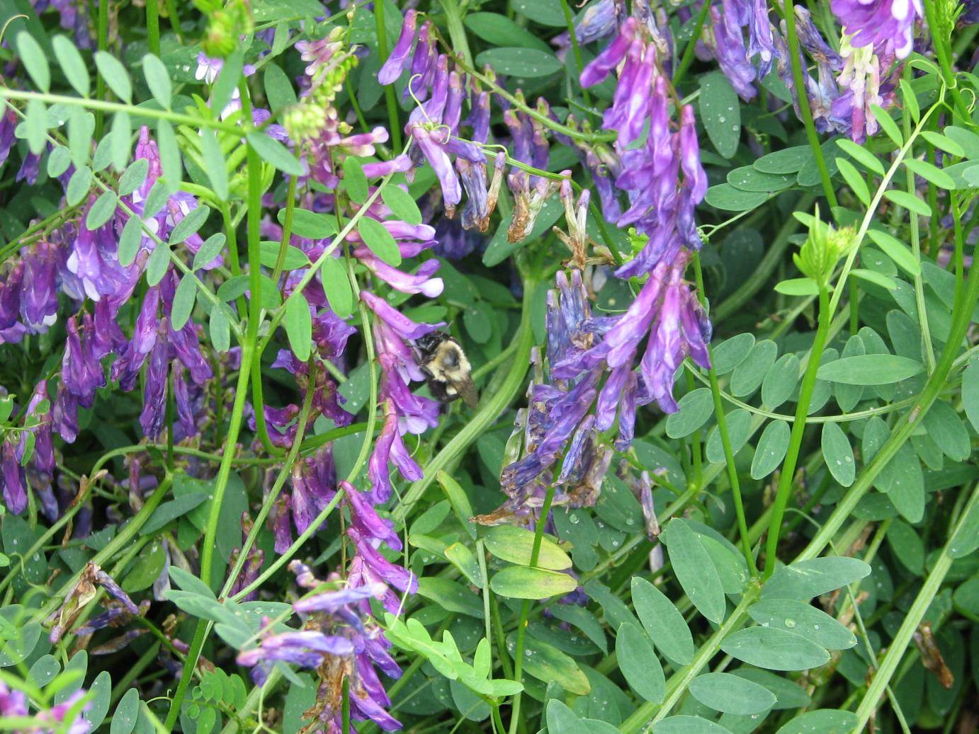 When to plant hairy vetch can When to plant hairy vetch recommend you