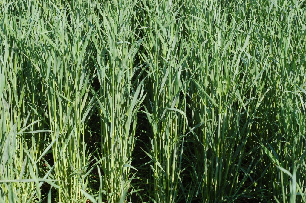 cover crops cover crop mixes and individual species growing sorghum