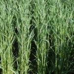 Huron rye cut 5-3