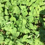 Lifago Buckwheat - Larger leaves, later bloom