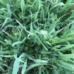 Soil Builder Plus April 1 2016 at Oakley Farm