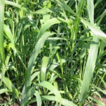 Sorghum Sudan 11