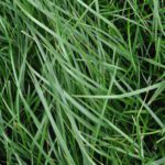 Kora Tall Fescue