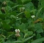NY corn plots 142 - White Clover