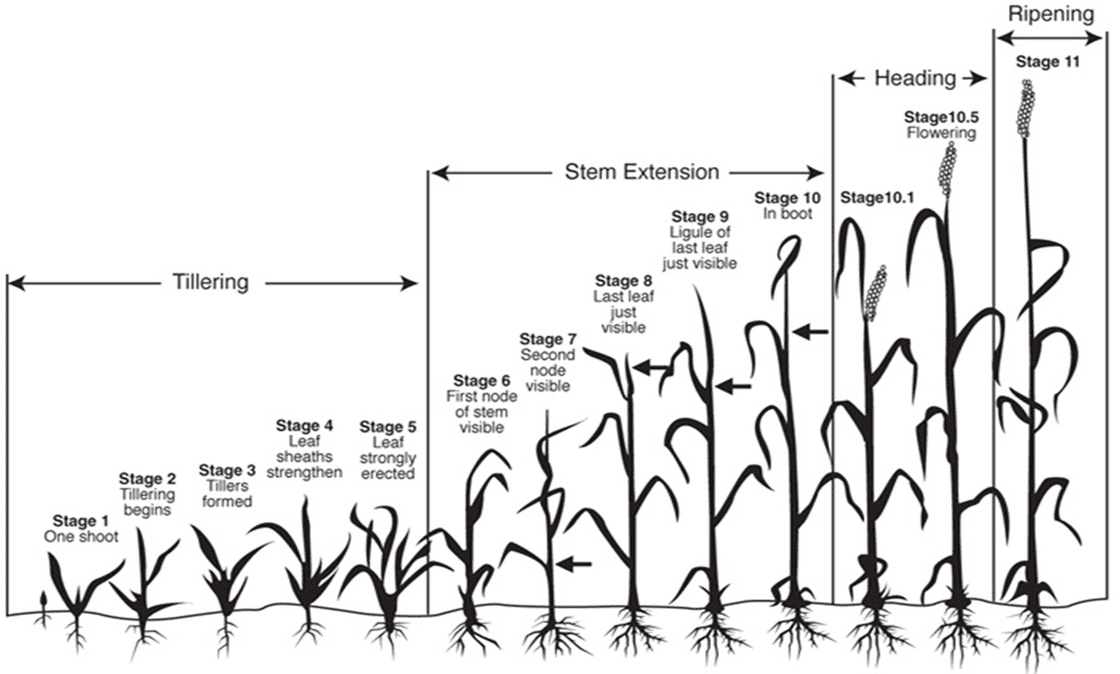 Small Grain Growth Stages and Harvest King's AgriSeeds