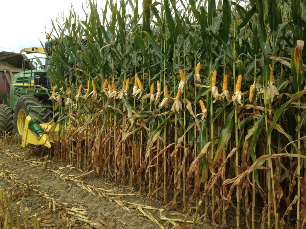 Corn NonGMo Corn Hybrid Forages and Cover Crops King's AgriSeed