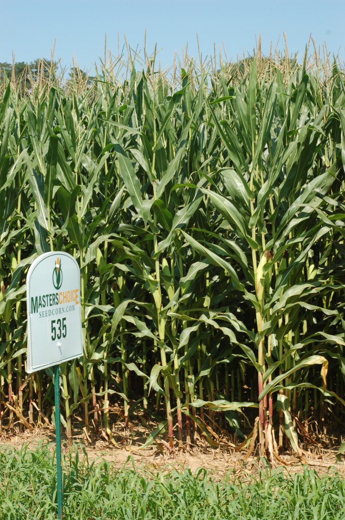 Corn NonGMo Corn Hybrid Forages and Cover Crops King's AgriSeed