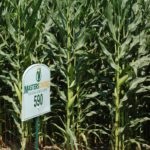 MC 590 corn