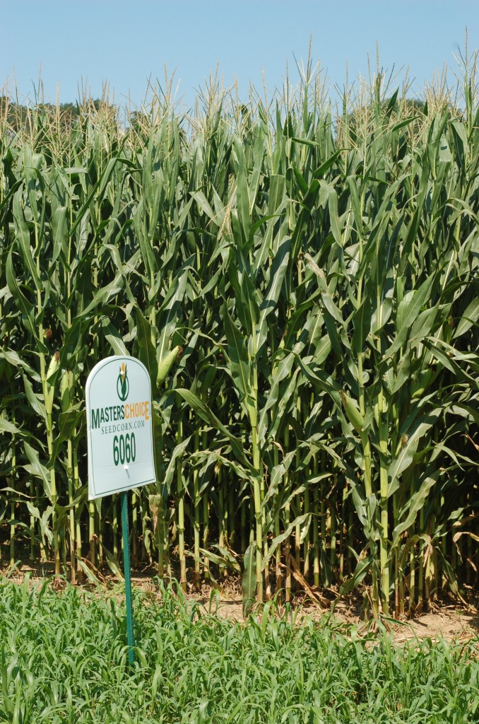 Corn NonGMo Corn Hybrid Forages and Cover Crops King's AgriSeed