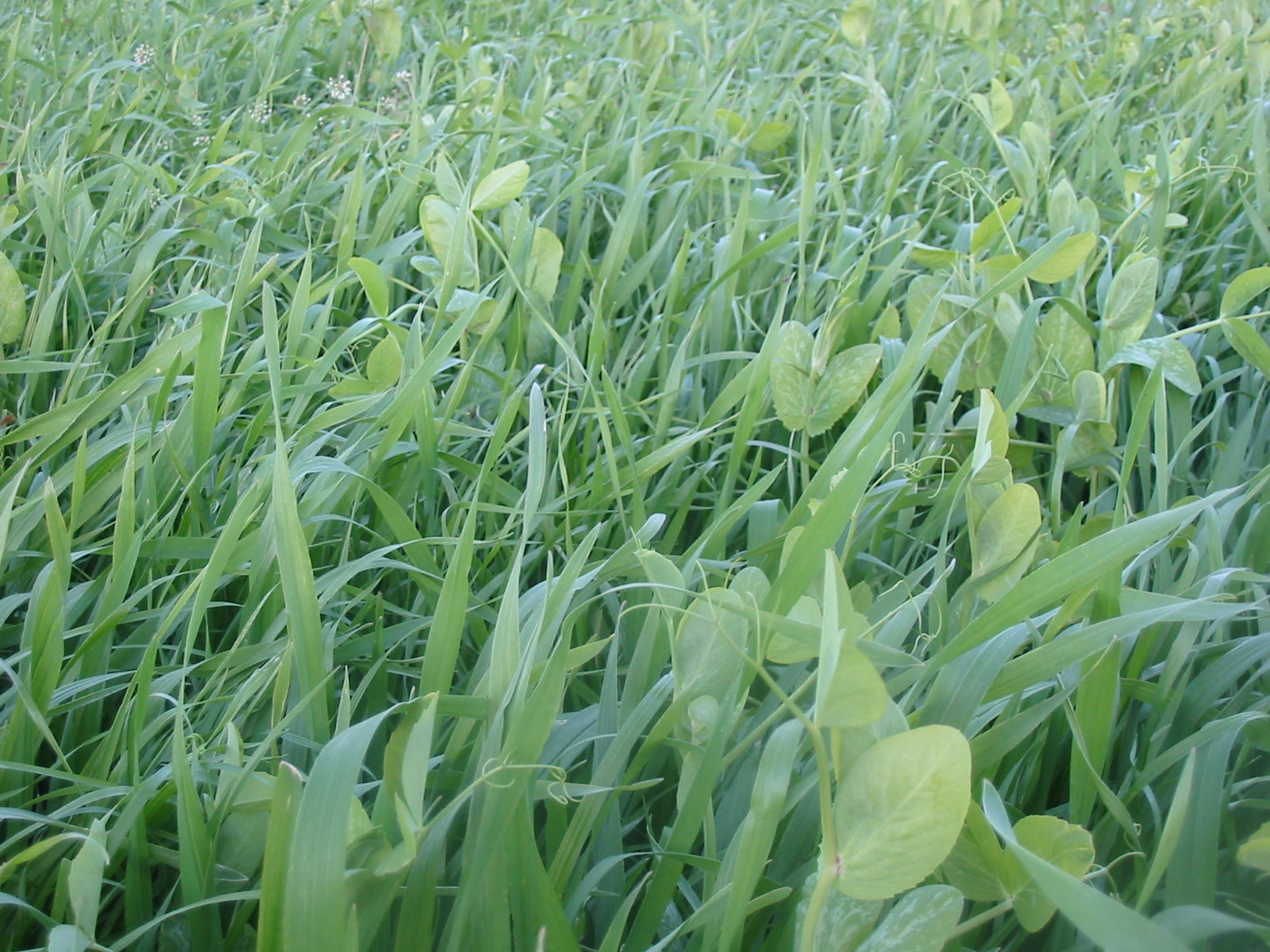 Spring Cover Crops What should I plant for an extra shot of summer nitrogen? King's AgriSeeds