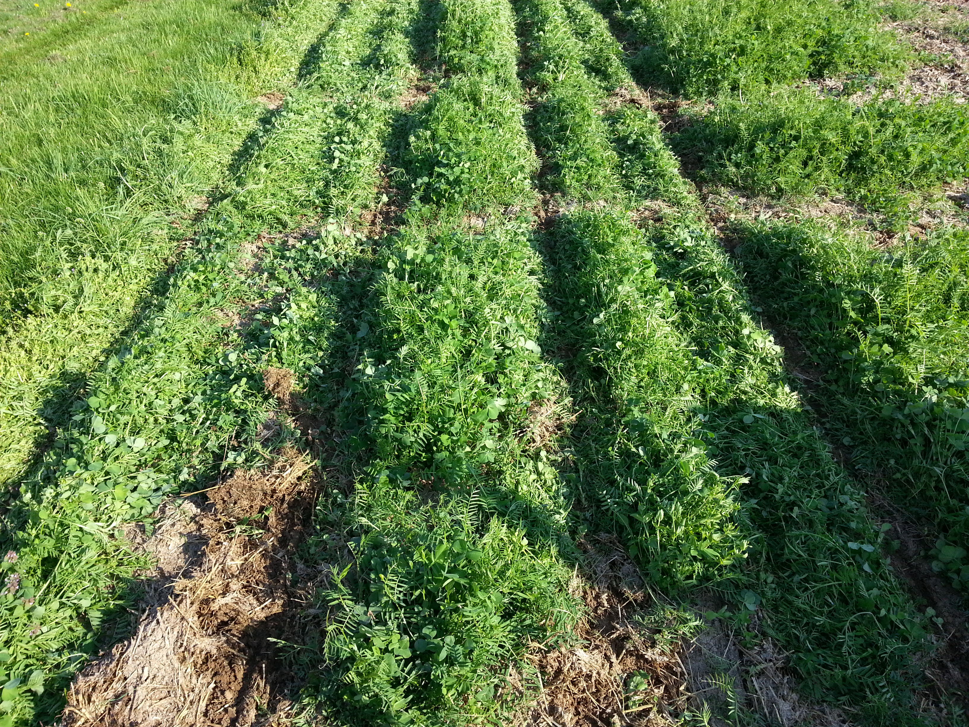 Planting Green in a Cover Crop - King's AgriSeeds