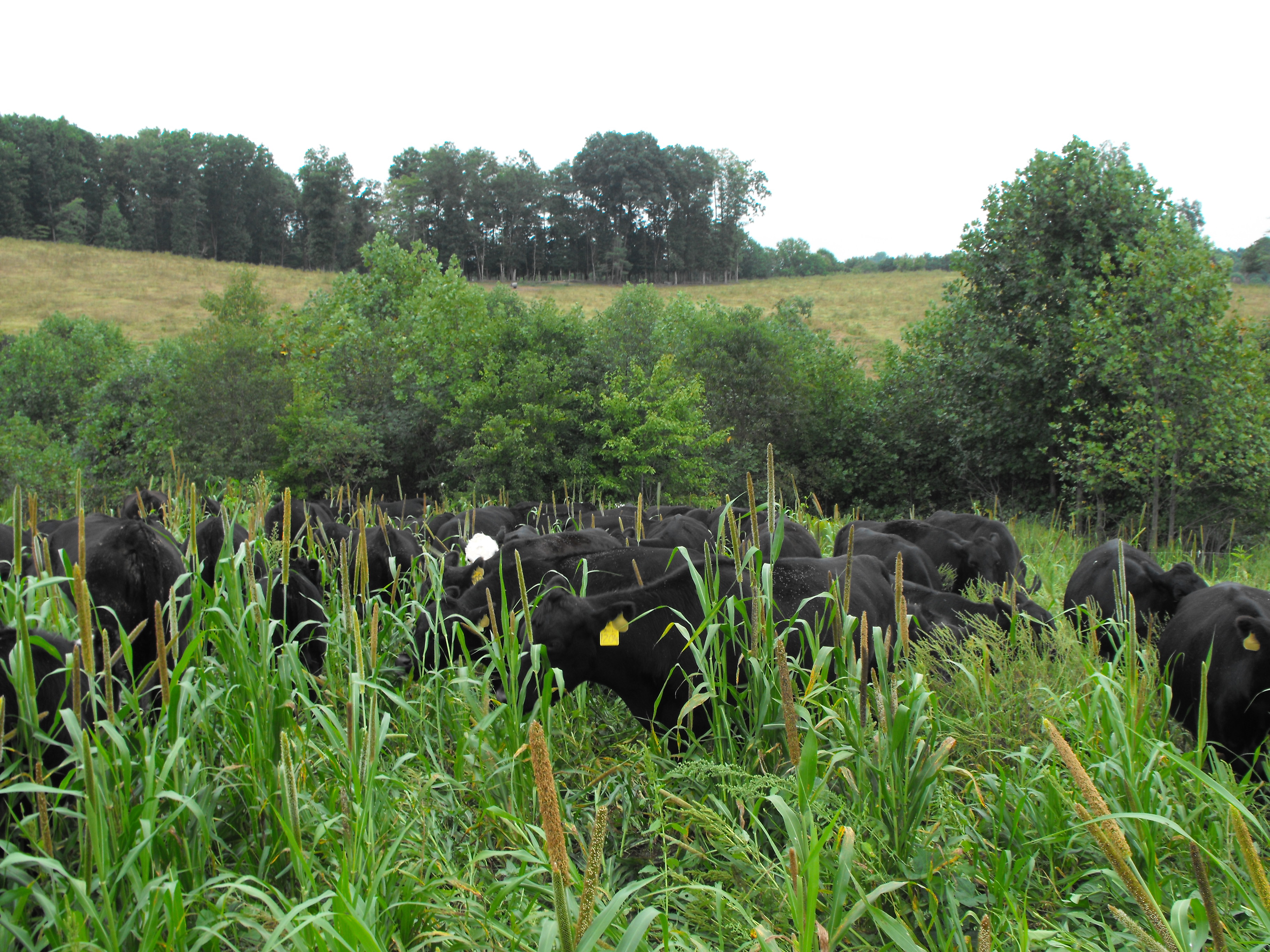 Summer Cover Crops, Even When it's Dry King's AgriSeeds