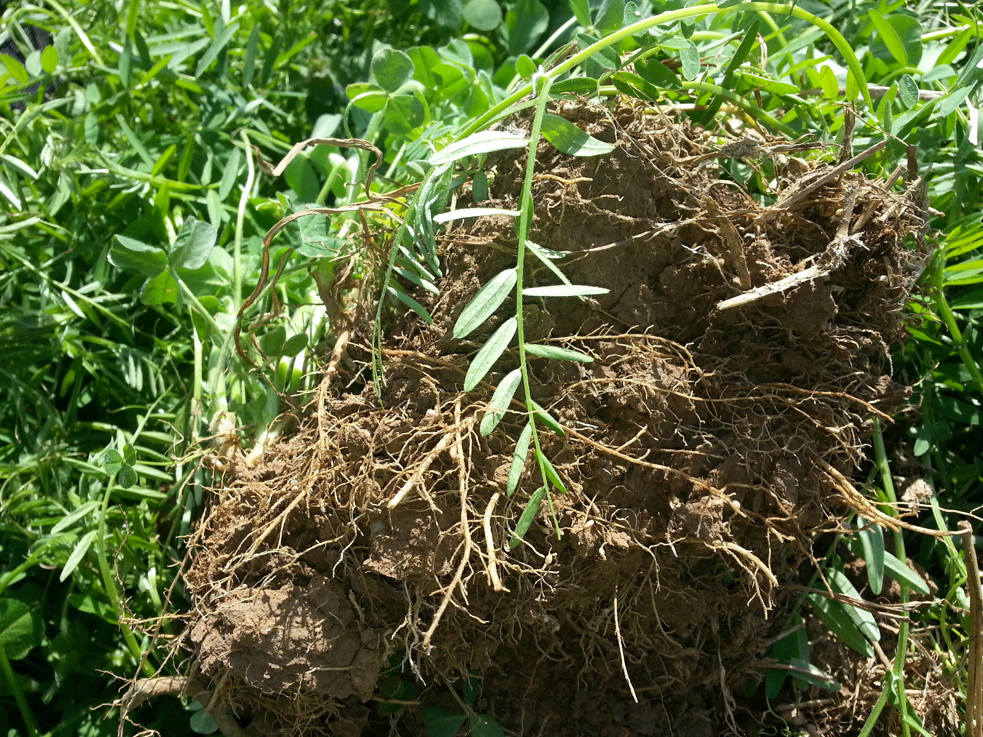 For when to plant hairy vetch answer, matchless When to plant hairy vetch interesting
