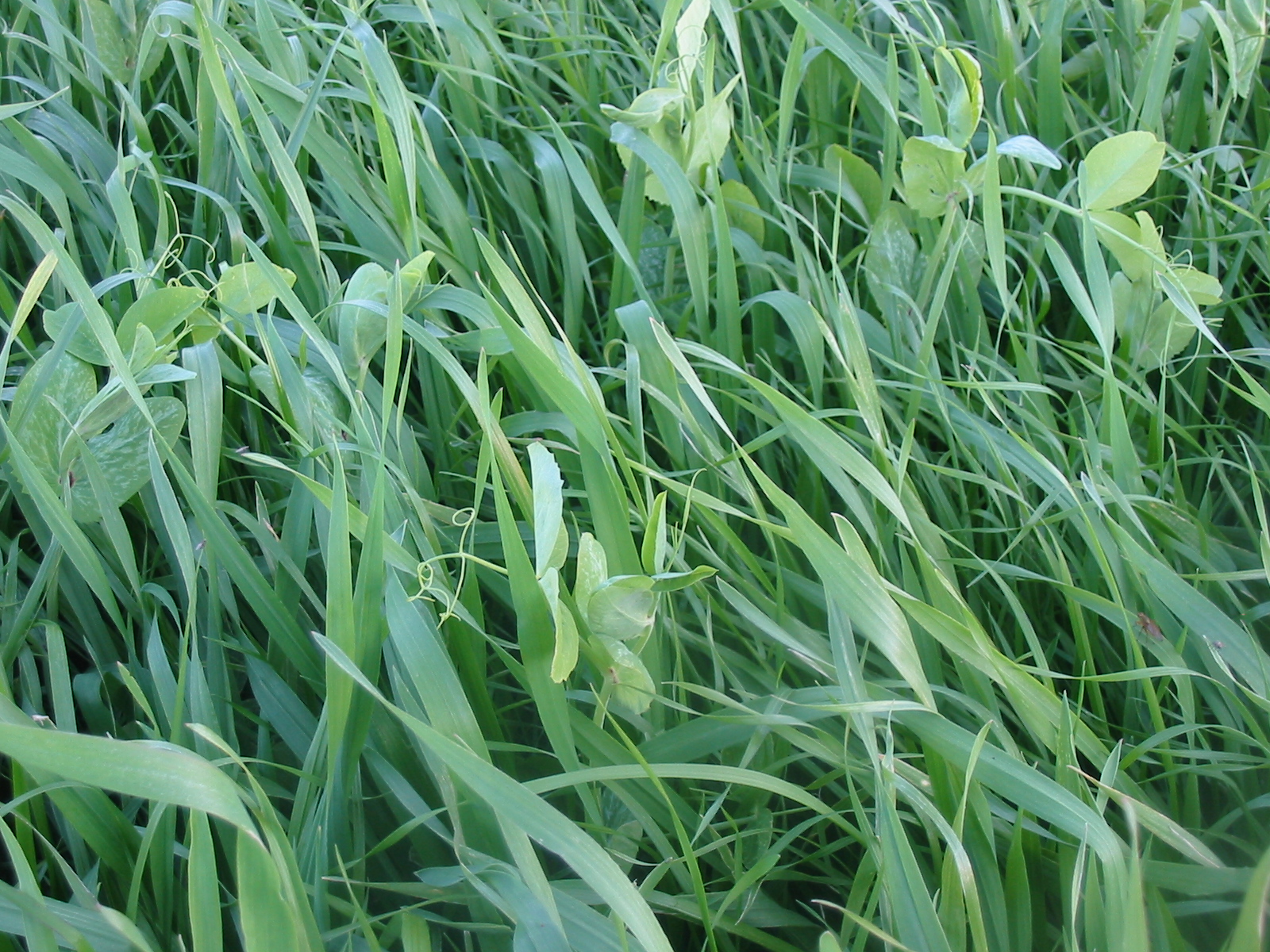 byron seeds tritical plus