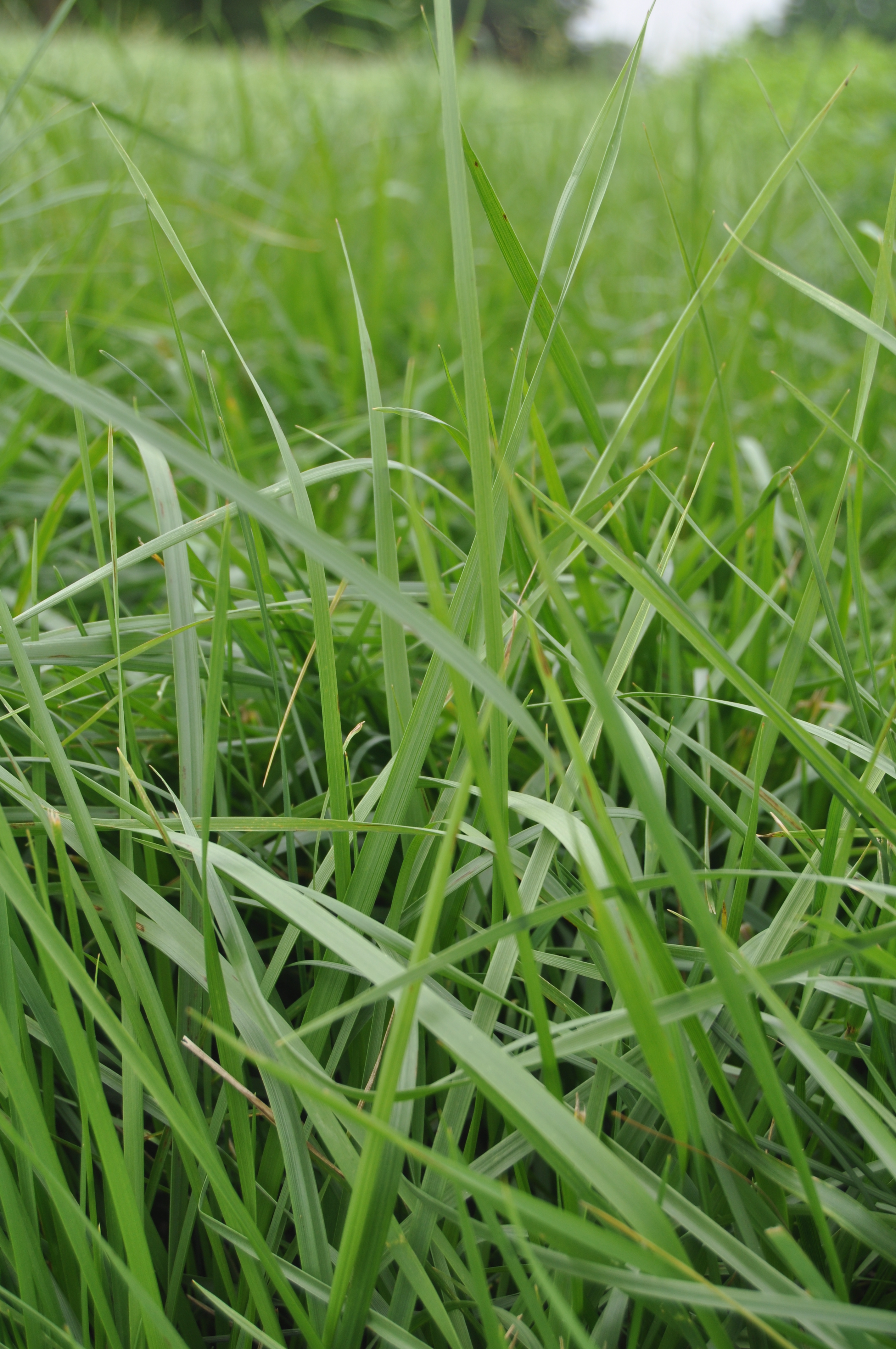 Toxic Fescue? Start Fresh King�s AgriSeeds