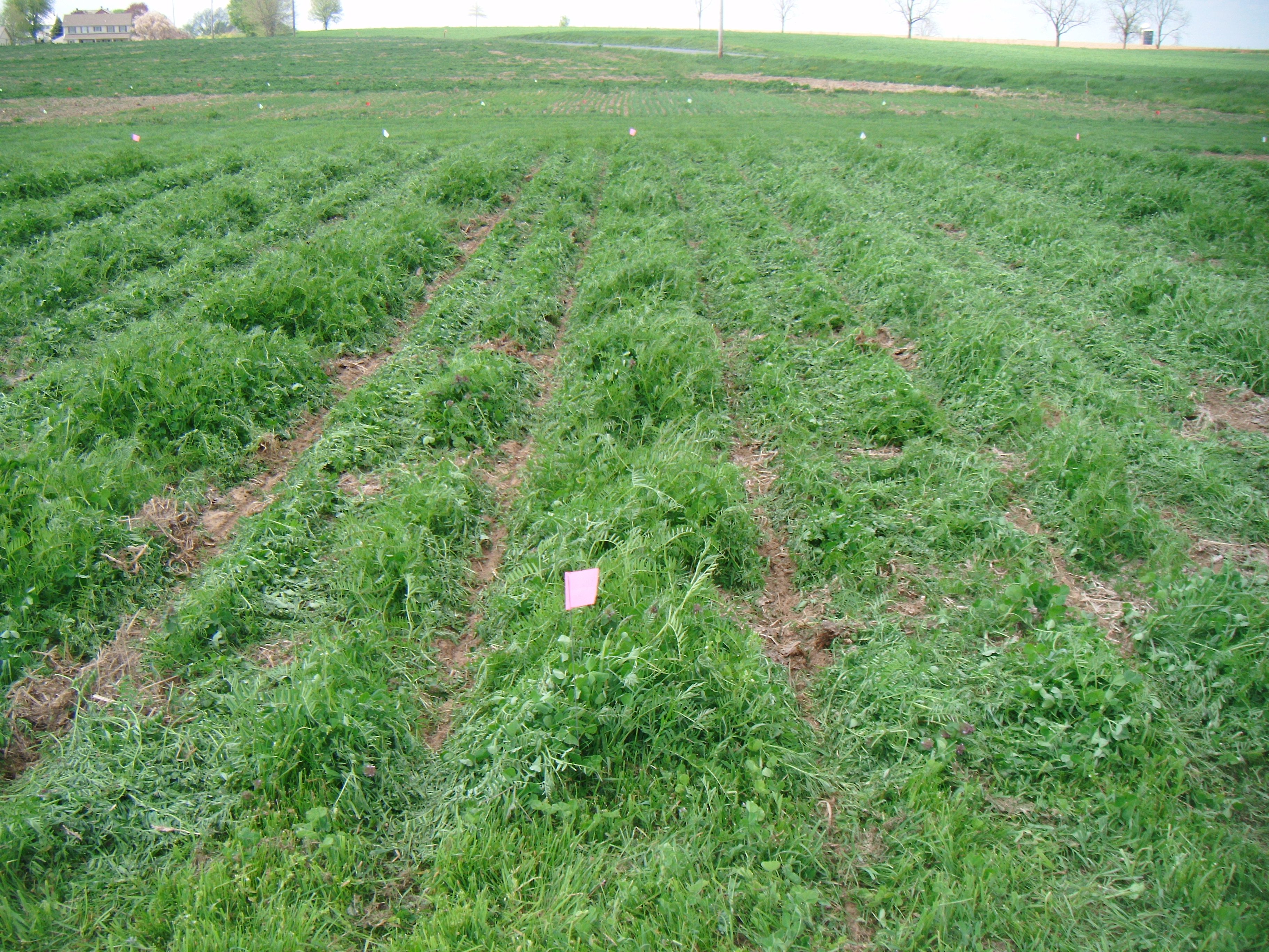 Planting Green into a Cover Crop to Keep Soil Life Active King's