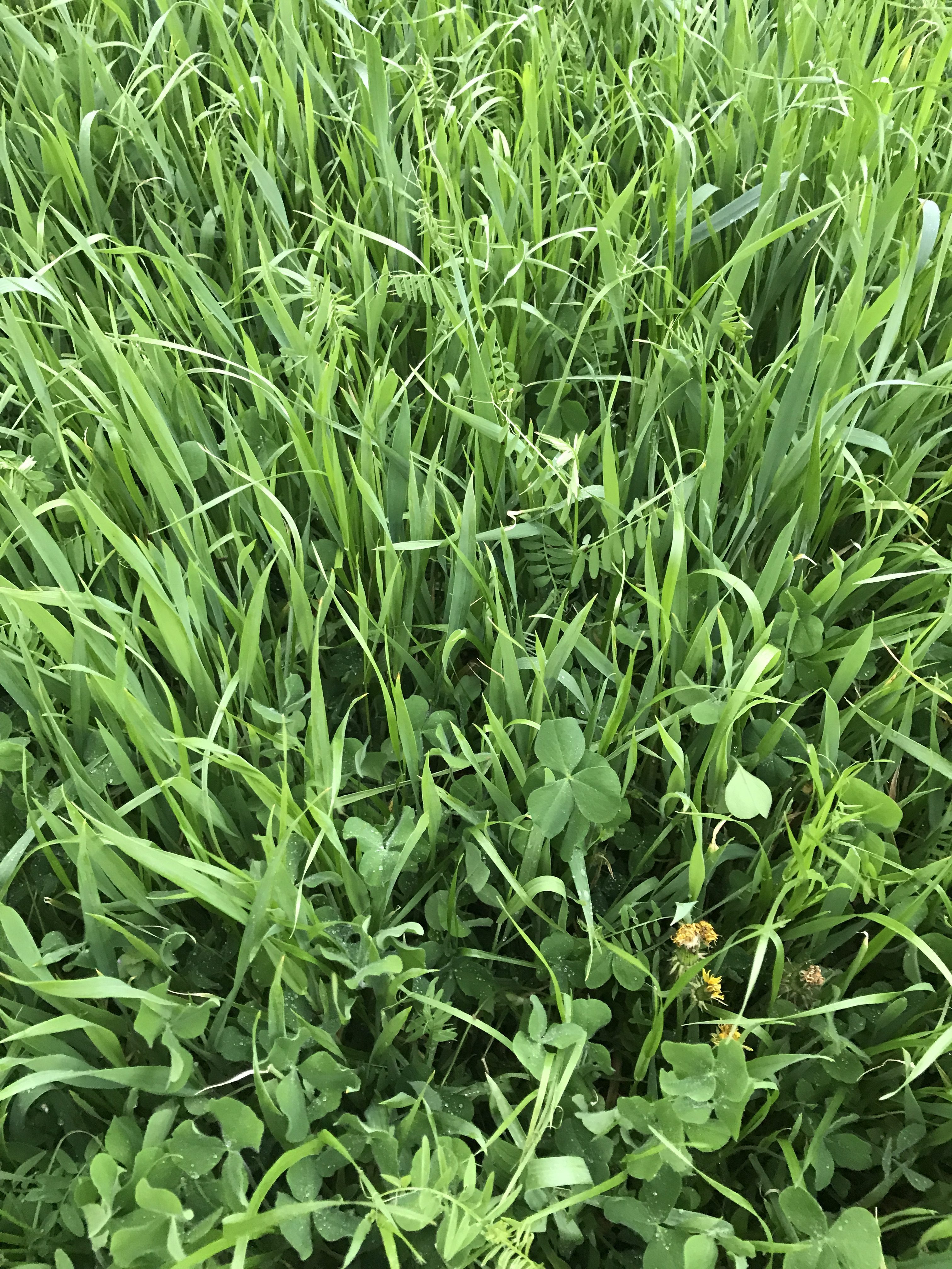 Grass Vs. Legume Expression in Soil Builder Plus King's AgriSeeds