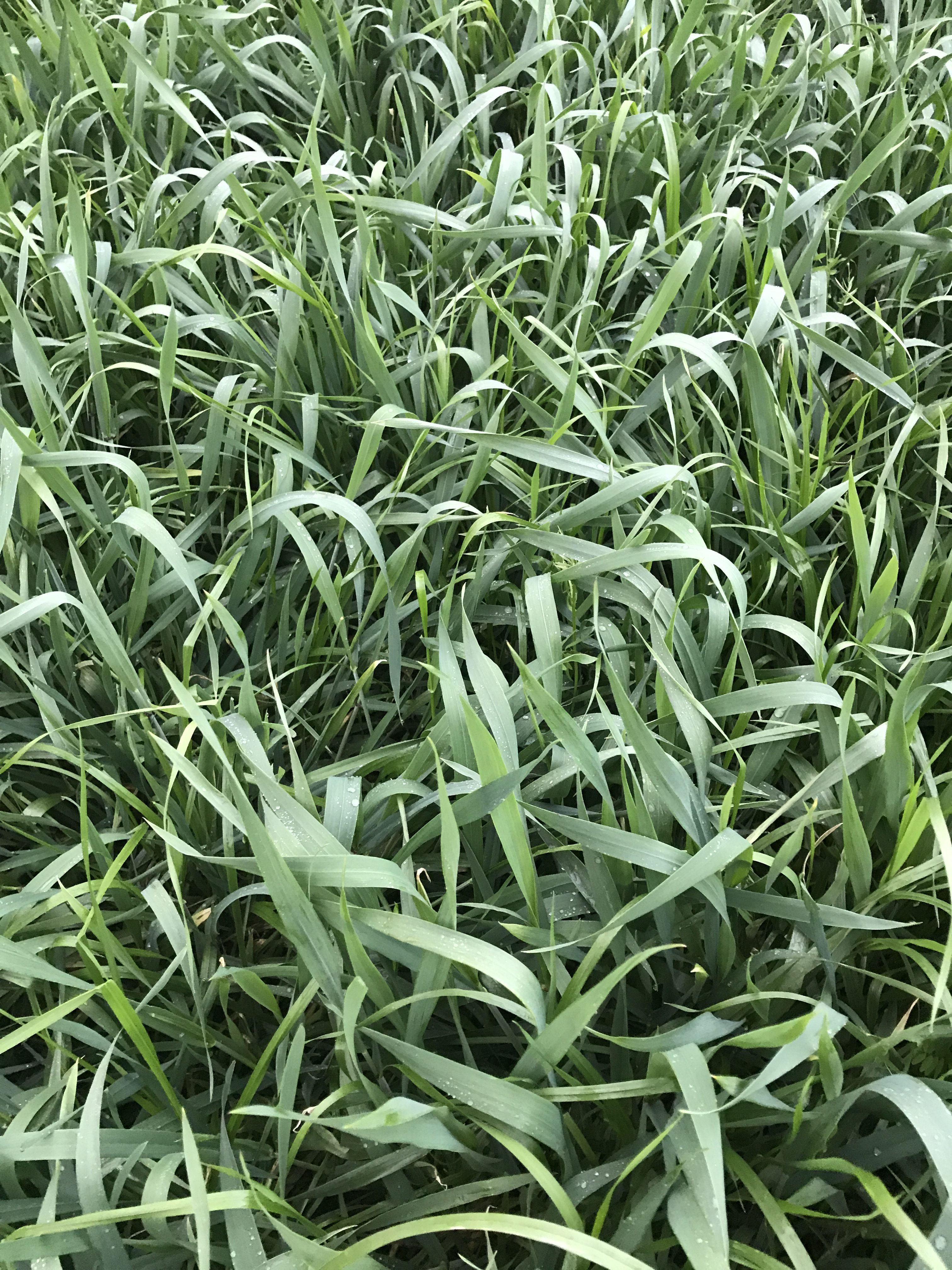 Grass Vs. Legume Expression in Soil Builder Plus King's AgriSeeds