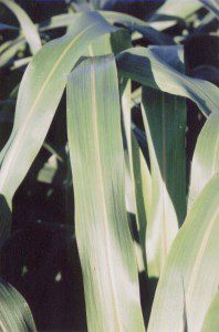 BMR Sorghum- sudangrass - the brown midrib is visually apparent