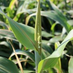 AF 7201 at boot stage. Cut and wilt at boot stage is an excellent management option for forage sorghums.