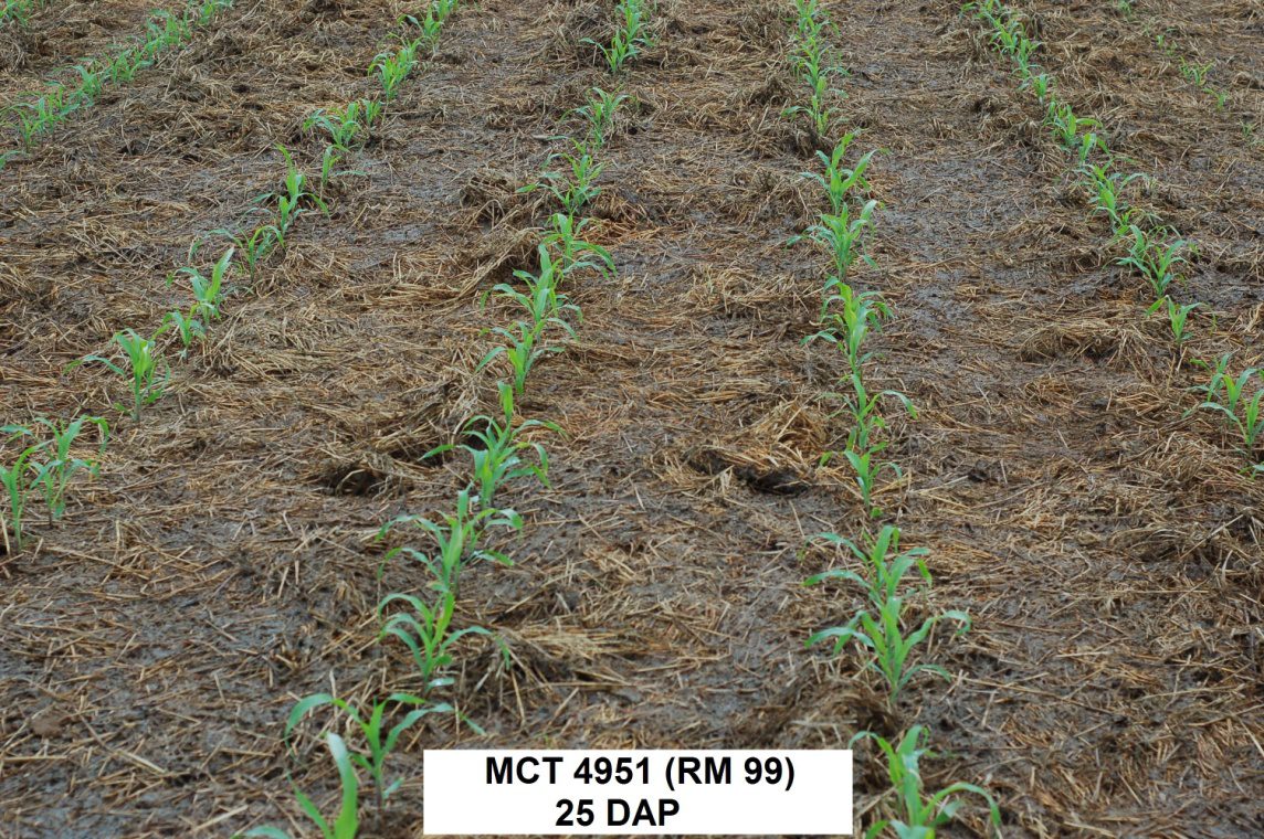 MCT 4951 25 days after planting, growing through a manure plastered
