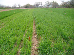 Early planted Huron Rye (right) and late planted (left). Rye is the most hardy small grain and suffers the least - even continuing to grow - in winter conditions.