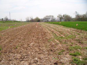 Late planted winter kill oats (right) and mulched fallow (left). Oats had only a short time to grow, and provided incomplete ground cover and weed suppression compared to the mulch.