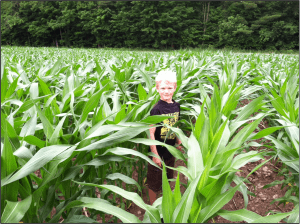 Eric Young (Agronomist at Miner Institute) snapped this photo of his son standing in a nice field of Masters Choice corn at the Miner. Miner Institute will evaluate the Masters Choice floury corn as they feed it to their herd later this fall/winter.