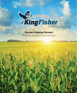 King Fisher Corn Hybrids