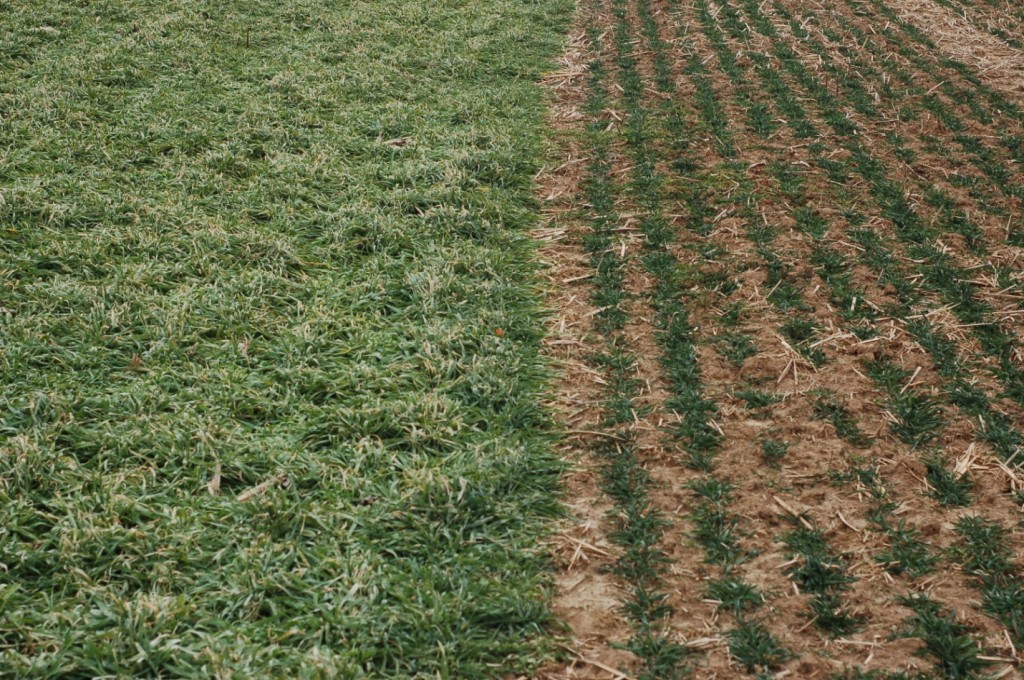 Barley (left) leaves no exposed soil, while wheat (right) has bare ground exposed and is much more suitable for frost-seeding