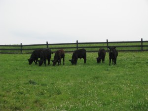Overgrazing of perennial grasses allows weeds such as low growing dutch white clover to takeover pastures