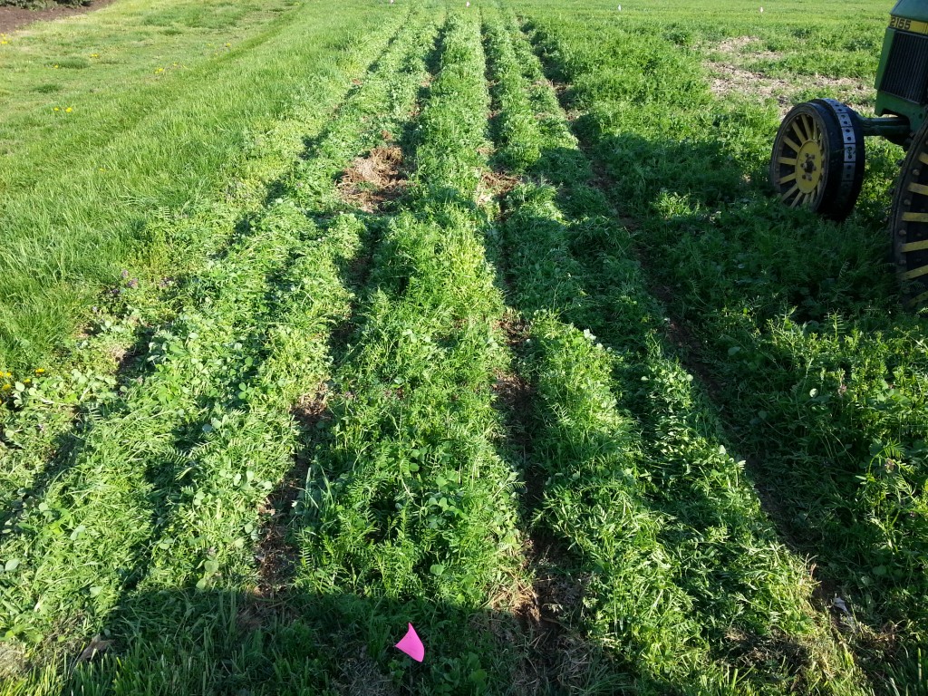 Notill planting green into cover crop King's AgriSeeds