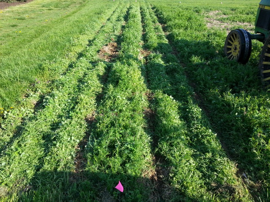 Notill planting green into cover crop King's AgriSeeds