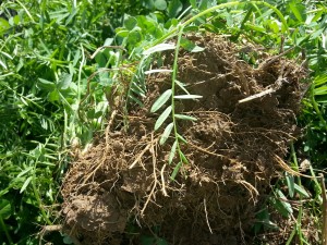 In spring, roots from overwintering hairy vetch and crimson clover build soil structure and fertility for the summer crop
