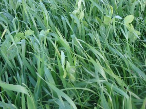 Winter annual legumes of similar seed size plant well and thrive often, such as winter peas and small grains.