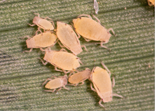 sugar cane aphid
