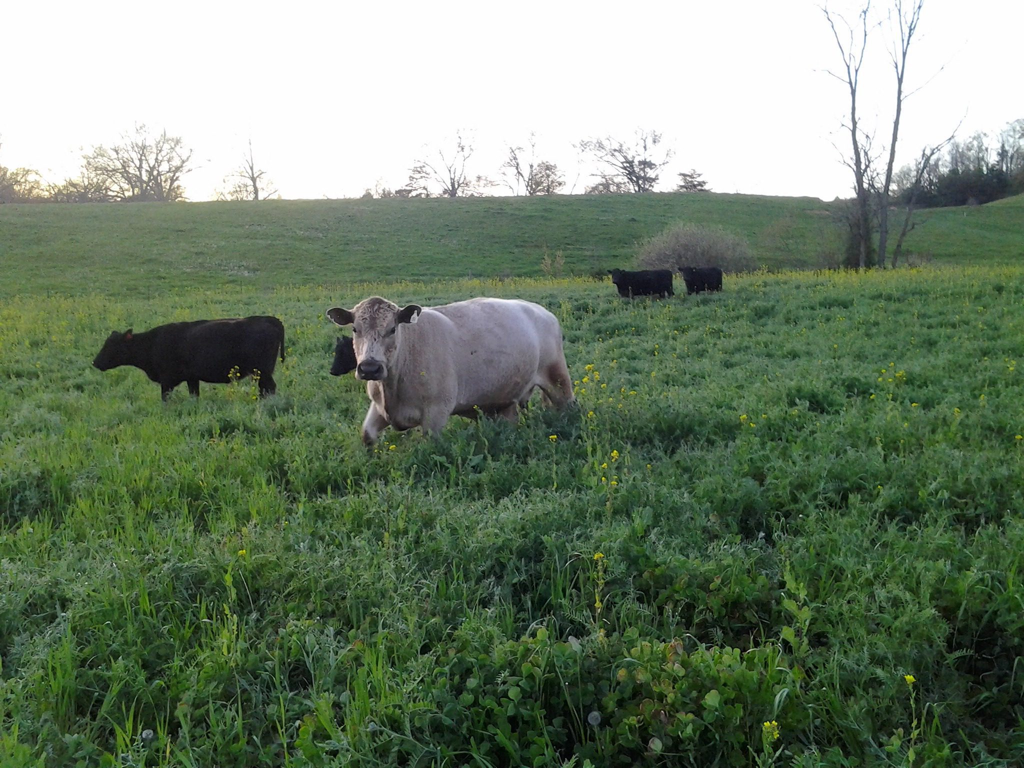 Cover Crop Seed Mixes & Individuals Buy in Bulk