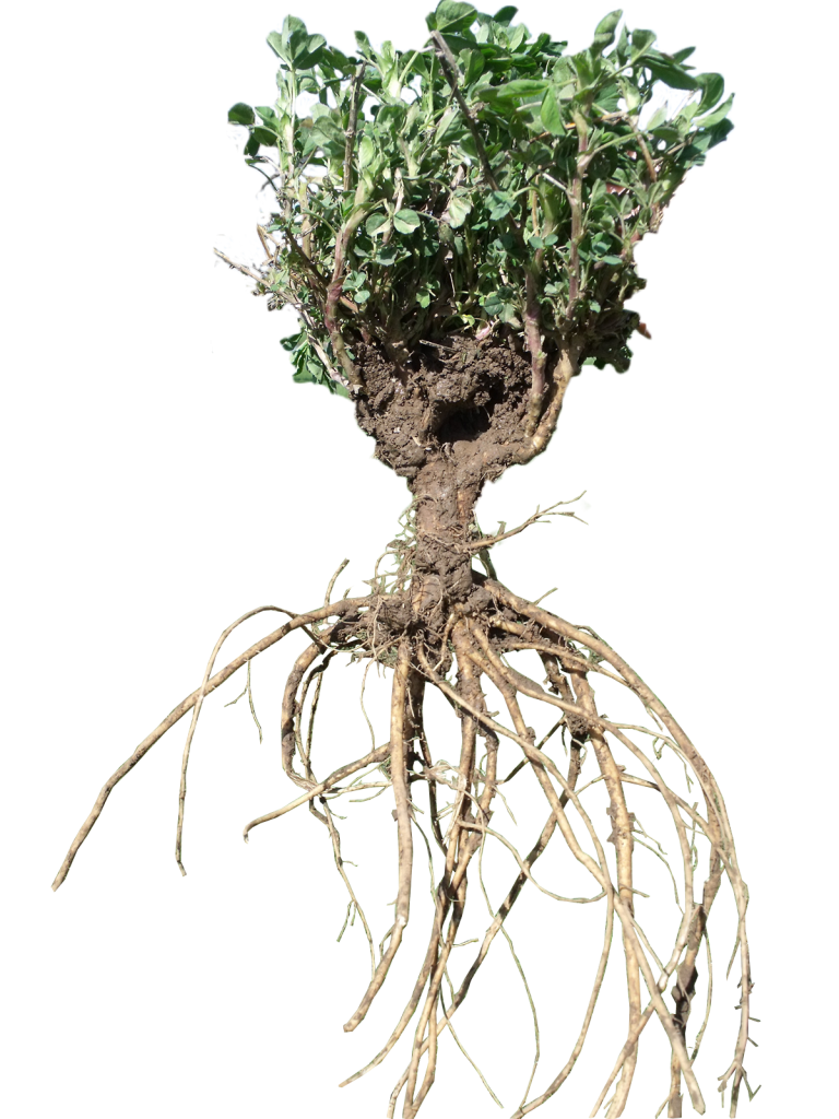 Secure BR alfalfa has a branch rooted structure