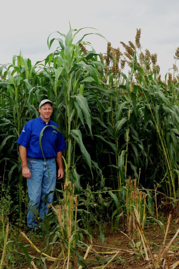 The Gateway Sorghum-sudan - King's AgriSeeds